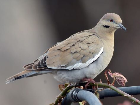 Dove Animal, Band Tailed Pigeon, Kittens Puppies, Flight Patterns, Dark Wings, White Patches, White Wings, The Wing, Blue Eyeshadow