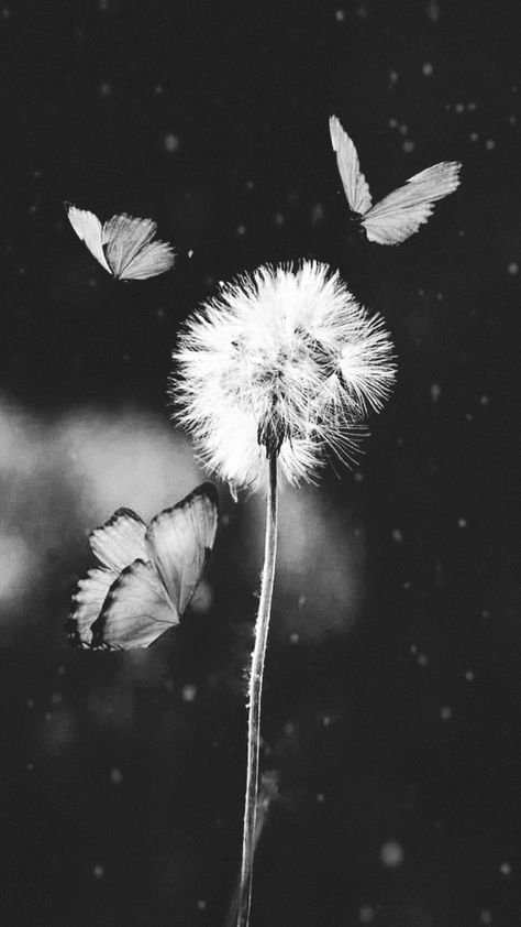 Dandelion Black And White, Cyanotype Ideas, Dandelion Puffs, Alice In Wonderland Drawings, Dandelion Art, White Dandelion, Dandelion Wish, Mood Colors, Dandelion Flower