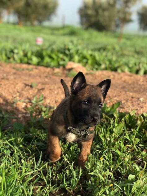 Malinois Dog Puppy, Belgium Malinois Puppy, Belgian Malinois Puppies, Belgium Malinois, Guard Dog Breeds, Malinois Puppies, Army Dogs, Belgian Malinois Dog