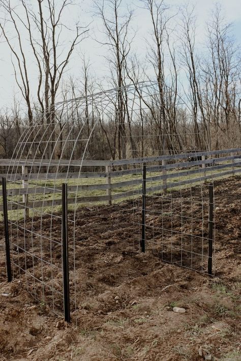 Easy Cattle Panel Arch Trellis: DIY Affordable Garden Arbor - Diana Marie Home Arch Trellis Diy, Diy Garden Archway, Cattle Panel Arch, Cattle Panel Trellis, Trellis Diy, Growing Squash, Garden Archway, Garden Arch Trellis, Cattle Panels