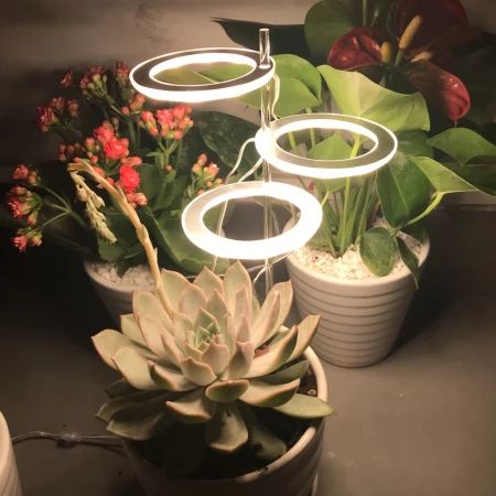 Warm-Colored Grow Lights For Indoor Plants - Inspire Uplift Angel Ring, Tropical House Plants, Indoor Herb, Plant Seedlings, Grow Lights For Plants, Furniture Board, Design Lamp, Growing Plants Indoors, Tropical House