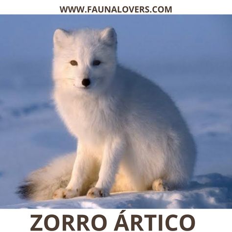 El zorro ártico es una criatura increíble que ha cautivado la imaginación de muchos. Sus hermosos pelajes, impresionantes adaptaciones y capacidad para sobrevivir en uno de los entornos más hostiles lo convierten en una verdadera maravilla de la naturaleza. Habitat