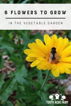 6 Flowers to Grow in the Vegetable Garden: Flowers in the vegetable garden can reduce pest problems and improve biodiversity. Here are the six best flowers to grow for healthy garden crops. #gardening Chamomile Seeds, Flowers To Grow, Vegetable Harvest, Vertical Vegetable Garden, Best Flowers, Permaculture Gardening, Edible Landscaping, Garden Types, Healthy Garden