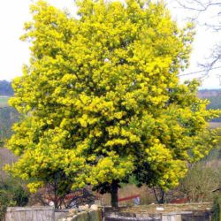 Acacia dealbata (Silver Wattle) | World of Flowering Plants Wattle Tree, Acacia Dealbata, Orchid Fertilizer, Fast Growing Evergreens, Coastal Gardens, Attract Pollinators, Flowering Plants, Evergreen Trees, Evergreen Shrubs