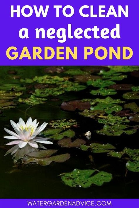 Overgrown Backyard, Small Fish Pond, Fish Ponds Backyard, Small Water Gardens, Ponds For Small Gardens, Fish Pond Gardens, Pond Cleaning, Goldfish Pond, Garden Ponds