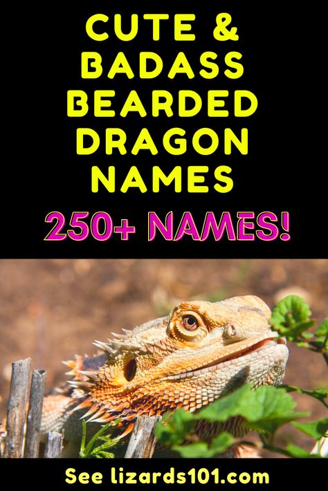 Find 250+ cool, cute and badass bearded dragon names for males, females and unisex! Naming your bearded dragon might be not easy, but a big list will help you decide! #beardeddragonnames #beardeddragonnamesmale #beardeddragonnamesfemale #beardeddragonnamesunisex #coolbeardeddragonnames Female Bearded Dragon Names, Bearded Dragon Names Male, Names For Bearded Dragons, Bearded Dragon Names Ideas, Dragon Names Female, Dragon Names Generator, Brandon Name, Bearded Dragon Names, Lizard Names