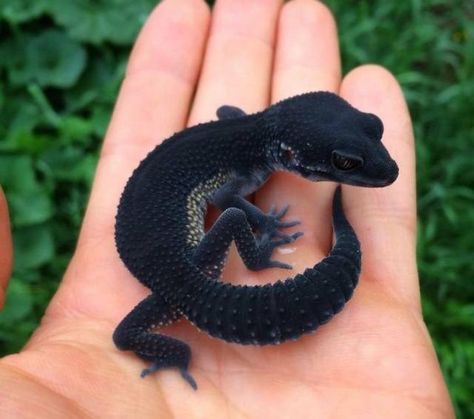 This black lizard looks quite surreal Cute Gecko, Cute Lizard, Regnul Animal, Cute Reptiles, Baby Animals Pictures, Animale Rare, Leopard Gecko, Reptiles Pet, Rare Animals