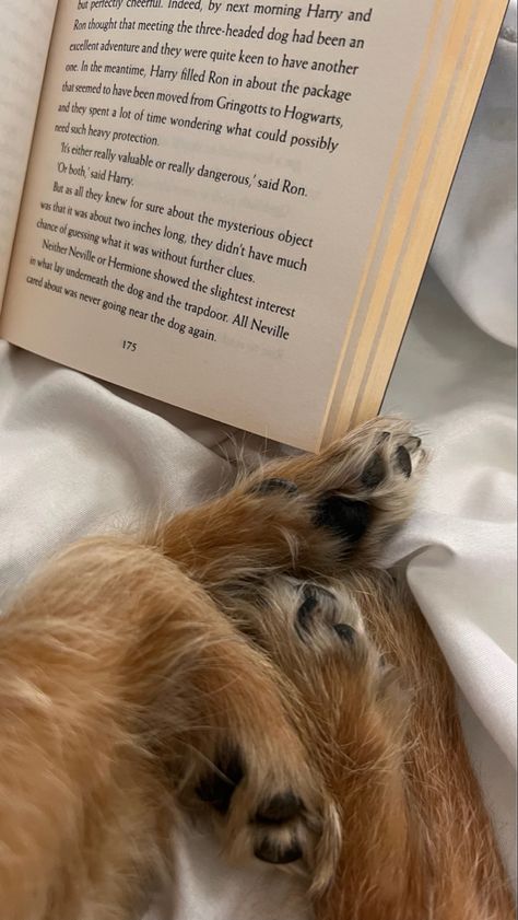 Reading With Dog Aesthetic, Dog Paws Aesthetic, Dogs And Books Aesthetic, Working With Dogs Aesthetic, Dog Love Aesthetic, Dog Paw Aesthetic, Brown Dog Aesthetic, Vision Board Dog, Dog Person Aesthetic