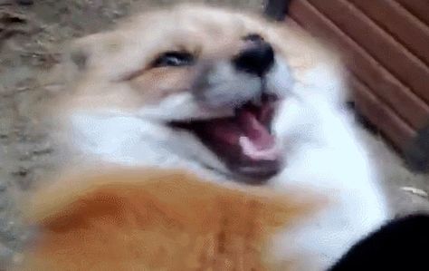 Laughing fox Taxidermy Dog, Fox Memes, Fox Gif, Dog Animation, Pet Fox, Cuddly Animals, Silly Animals, Cute Fox, Sioux