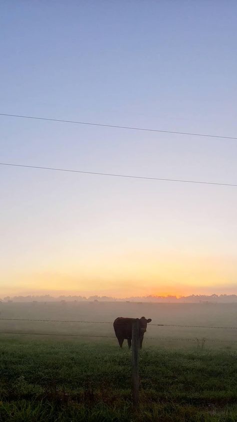 Cows In Mountains, Mountain Morning Aesthetic, Country Morning Aesthetic, Rural Pennsylvania Aesthetic, Misty Morning Aesthetic, Spring Morning Aesthetic, Morning Vibes Aesthetic, Alpha Waves, Morning Aesthetic