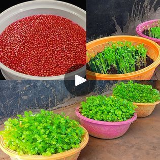 119K views · 1.8K reactions | Simple way how to Grow coriander fast & easy in seeds at Home / Best Way To Grow Coriander | Simple way how to Grow coriander fast & easy in seeds at Home / Best Way To Grow Coriander | By Rana Craft | Facebook Growing Coriander, Simple Way, Urban Garden, Seeds