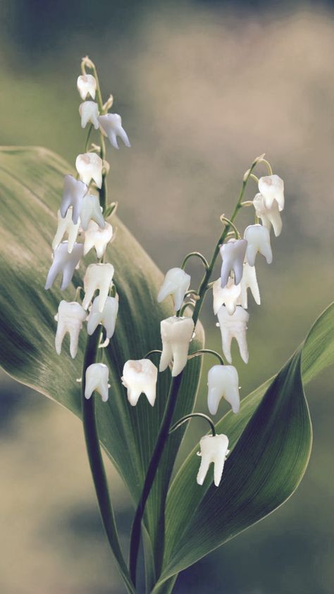 Flowers With Teeth, Evil Plants, Odd Plants, Weird Plants, Plant Tattoo, Lovely Things, Lily Of The Valley, Botany, The Valley