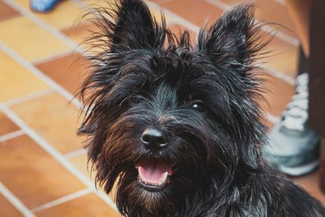 8 Facts That Cairn Terrier People Understand Better Than Anyone | The Dog People by Rover.com Cairn Terrier Puppies, Affenpinscher Dog, Dog Ramp, Terrier Breeds, Purebred Dogs, Terrier Puppies, Dog People, Cairn Terrier, Scottish Terrier