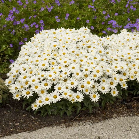 Shasta Daisies, Perennial Border, Cream Puff, Cream Flowers, Front Yard Garden, Cream Puffs, Perennial Plants, Garden Plants, Front Yard