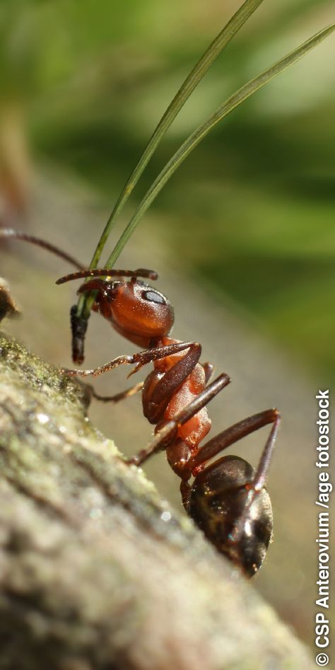 A key to the ant’s strength is how its neck functions—a design researchers hope to apply to man-made robotics. Visit www.jw.org for more information Ant Anatomy, Ant Bites, Macro Photography Tips, Ant Farms, Animal Anatomy, Arthropods, Ohio State University, Bugs And Insects, Fun Science