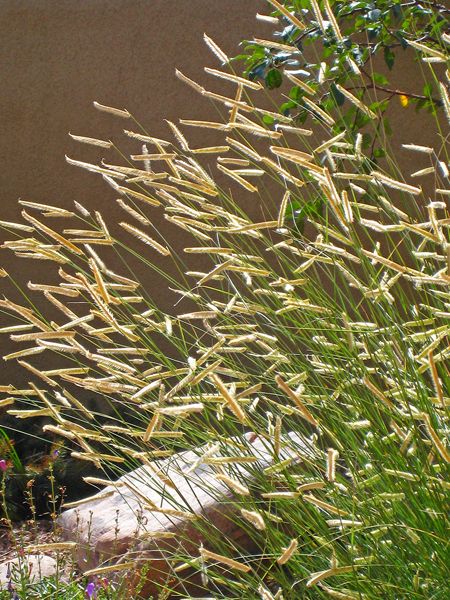 Bouteloua gracilis ‘Blonde Ambition’ at Digging Dog Nursery Digging Dogs, Tall Ornamental Grasses, Lily Turf, High Country Gardens, Blonde Ambition, Perennial Grasses, Dog Nursery, Ornamental Grass, Seed Heads