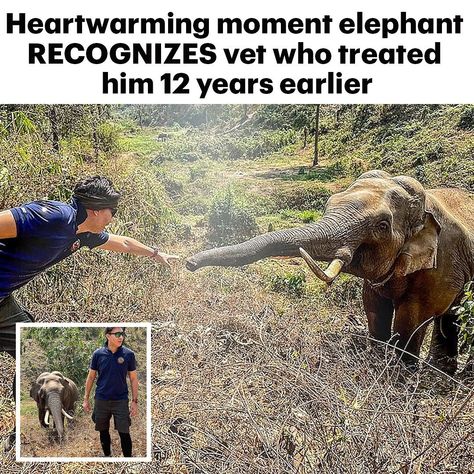 Daily Mail on Instagram: “An elephant NEVER forgets! 🐘❤️” Elephants Never Forget, Animal Facts, Wildlife Nature, An Elephant, Sweet Animals, Veterinarian, Never Forget, Daily Mail, Animals Beautiful