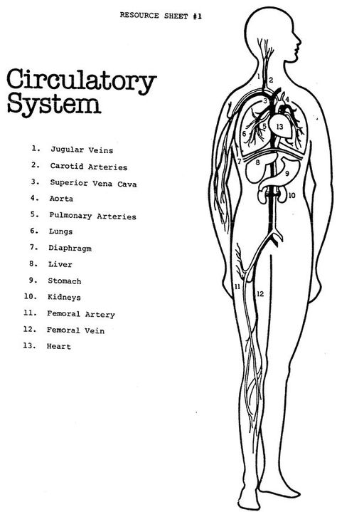 Pictures Of The Circulatory System Diagram Urgo Medical The Venous System Within The Cardiovascular System. Pictures Of The Circulatory System Diagram Major Organs In The Circulatory System Diagram Class Anatomy. Pictures Of The Circulatory System Diagram Human Circulatory System Vector Circulatory System Drawing, Drawing Without Color, Circulatory System Anatomy, Circulatory System For Kids, Human Circulatory System, Family Tree Worksheet, The Circulatory System, Coloring Worksheet, Algebra Worksheets