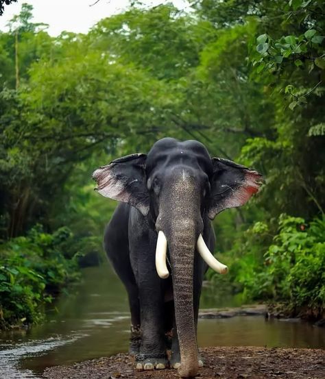 Kerala Elephant Wallpaper, Indian Elephant Photography, Elephant Background Wallpapers, Cute Animals Drawings, Kerala Elephant, Staircase Photos, Asian Elephants, Cool Animals, Elephant Photography