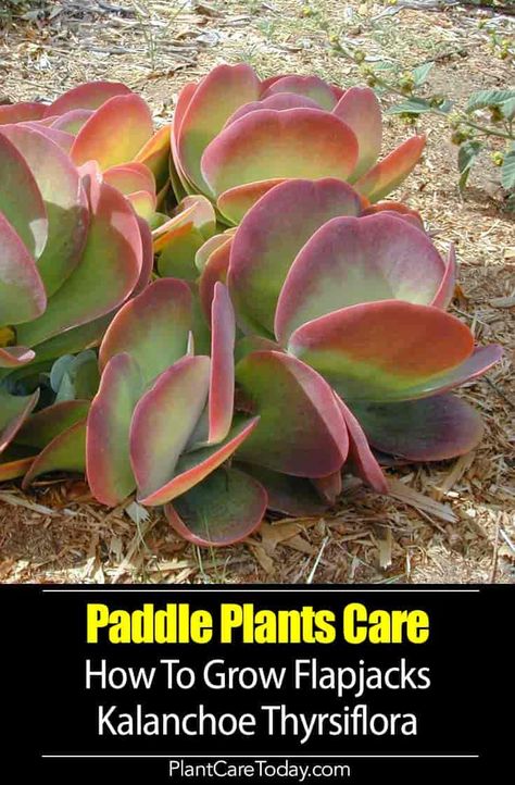 Paddle Plant (Kalanchoe thyrsiflora) attractive, colorful, round, large, fleshy, stalkless, grayish-green leaves, red margins form a basal rosette. [DETAILS] Kalanchoe Thyrsiflora, Succulent Fertilizer, Paddle Plant, Big Indoor Plants, Succulent Potting Mix, Cactus House Plants, Plants Care, Flower Pot Design, Growing Succulents