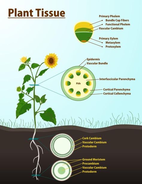 plant tissue Plant Tissue Biology Notes, Diagrams Ideas, Ejen Zass, Photosynthesis Activities, Tissue Biology, Biology Plants, Plant Structure, Morning Video, Biology Facts