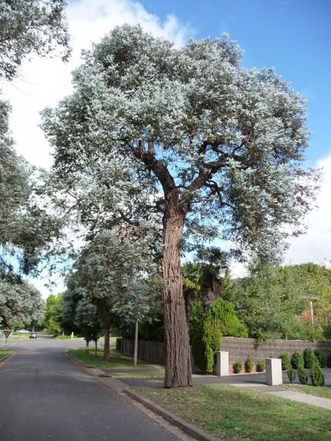 Eucalyptus Cinerea, Big Trees, Eucalyptus Tree, Giant Tree, Beautiful Trees, Craft Artists, Australian Native, Love Garden, Big Tree