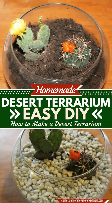 Desert Terrarium Ideas, Arid Terrarium, Layered Deserts, Desert Terrarium, Build A Terrarium, Indoor Planting, Open Terrariums, Cactus Terrarium, Wood Moon