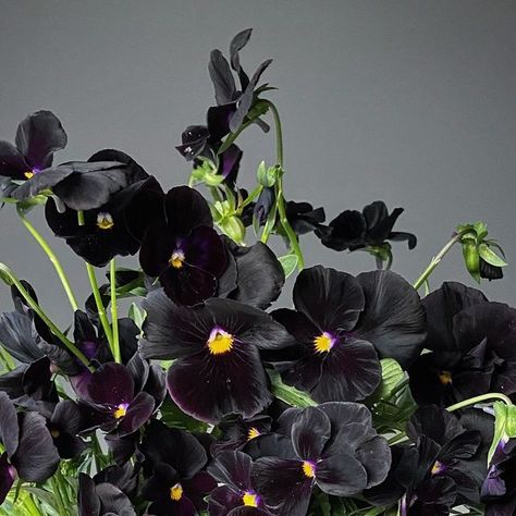 Brenna Estrada on Instagram: "Fellow black pansy lovers, may I have your help? 

It seems some of you were torn on which variety of black pansy to purchase, while others loved being able to get packets of every black variety individually.  For the restock, would you prefer the black varieties be sold as a mix? 
Please let me know so I can stock accordingly. 🖤

#threebrothersblooms  #cutflowergarden #flowers #pansies #violas #pansyappreciationsociety  #reimaginingthepansy #pansiesbook #homegrown #localflowers #flowerfarmerflorist #pansyseed #fancypansies #washingtonflowers #pnw #pacificnorthwest #blackpansies #blackflowers" Flower Farmer, Cut Flower Garden, Black Flowers, Pansies, Pacific Northwest, Florist, Seeds, Flowers