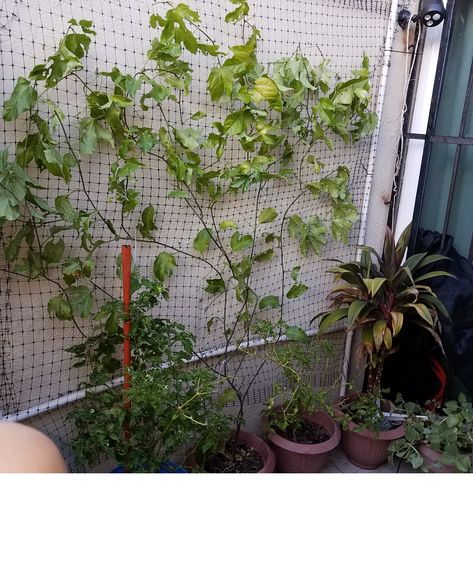 Passion Fruit vine in a balcony The net is 27 sqft Passion Fruit Vine, Your Opinion, Garden Diy, Passion Fruit, The Net, Horticulture, Balcony, Vines, Landscaping