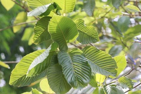 Mitragyna Speciosa, Red Veins, Painkiller, Alternative Health, Health Plan, Natural Treatments, Health Science, Side Effects, Probiotics