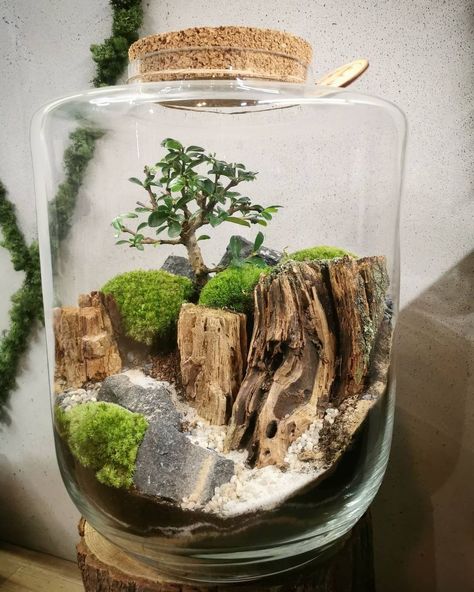 TERRARIUM GENIUS on Instagram: “Feels like I'm on top of a mountain ⛰️. Magnificient work of art @strefapasji . . . . #terrariums #terrariumgenius #terrariumdesign…” On Top Of A Mountain, Terrarium Ideas, Top Of A Mountain, Crafting Ideas, Terrarium, On Instagram, Instagram, Art, Design