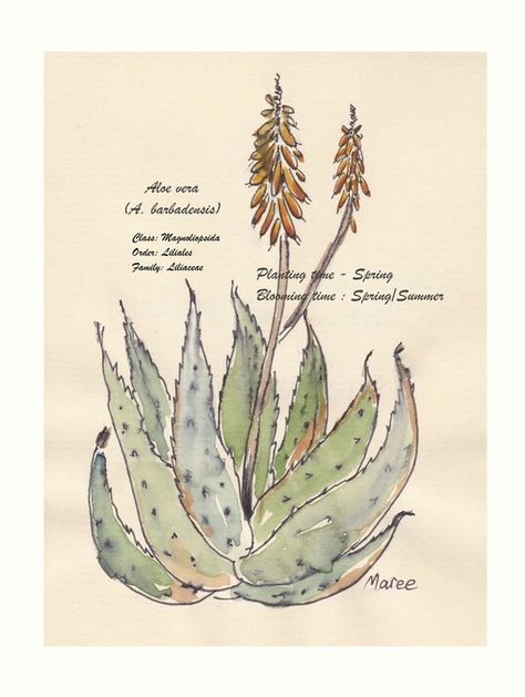 Aloe vera (A. barbadensis) - Botanical illustration — Maree Clarkson© Pharmacy Art, Plant Sketches, Arabian Peninsula, Frugal Lifestyle, Natural Balance, Illustration Botanique, Aloe Plant, Aloe Vera Plant, Sketch Pad