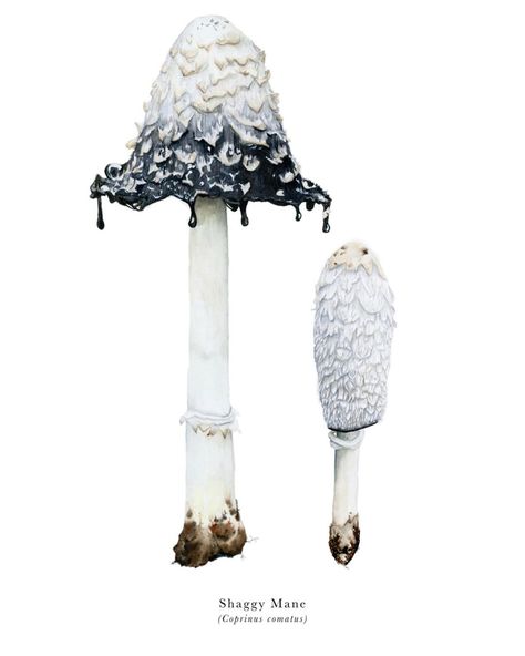 Maren on Instagram: “Shaggy mane friends. Coprinus comatus. 👻🖤” Black Mushroom, Mushroom Pictures, Mushroom Crafts, Mushroom Drawing, Plant Fungus, Illustration Botanique, Tattoo Project, Mushroom Fungi, Mushroom Decor