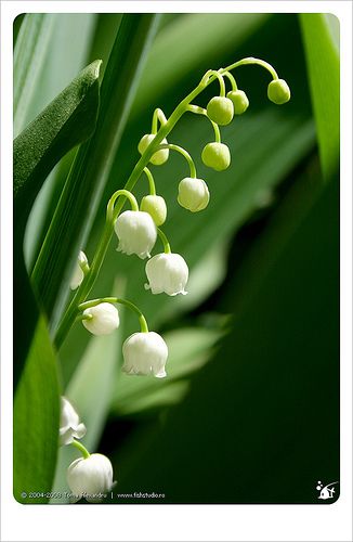 lily of the valley Convallaria Majalis, Nourish Your Soul, Very Beautiful Flowers, Strange Flowers, Lily Of The Valley Flowers, Valley Flowers, Language Of Flowers, Month Flowers, Painting Set