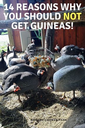 Raising Guinea Fowl, Guinea Hens Coop Ideas, Guinea Fowl Coop Ideas, Guinea Fowl Coop, Raising Guineas, Raising Bunnies, Farming Chickens, Guinea Hens, Hen Coop