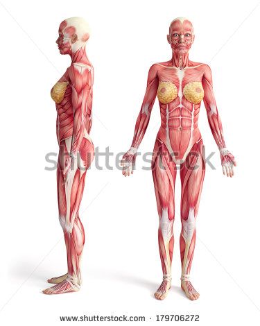 Human Body Muscles, Yoga Sculpture, Muscular System Anatomy, Muscle System, Muscle Structure, Muscular System, Muscle Anatomy, Human Body Systems, Body Anatomy