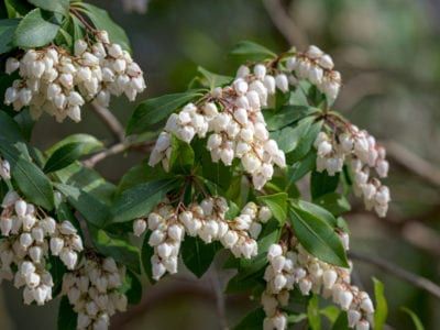 Andromeda Plant Info - Learn About Pieris Japonica Growing Conditions Andromeda Plant, Japanese Andromeda, Flowering Shrubs For Shade, Japanese Pieris, Pieris Japonica, Deer Resistant Garden, Oxalis Triangularis, Hydrangea Petiolaris, Plants Care