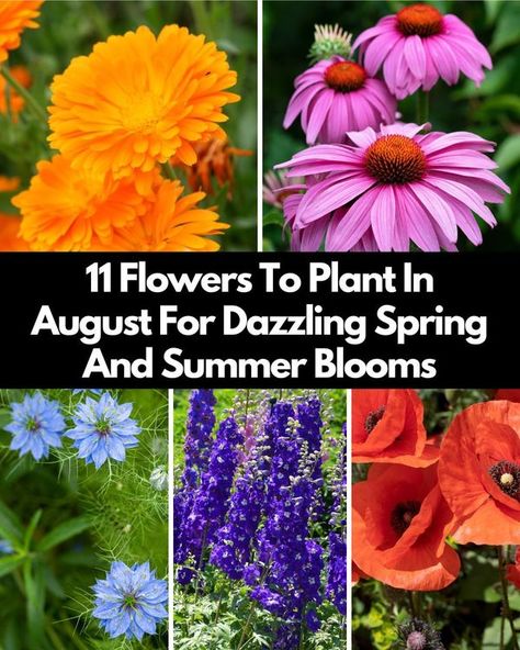 Plant Care Today Flowers To Plant In August, Summer Planting, Dollar Plant, Planting Poppies, Flowers To Plant, Plant Propagation, Summer Plants, Flower Spike, Soil Improvement