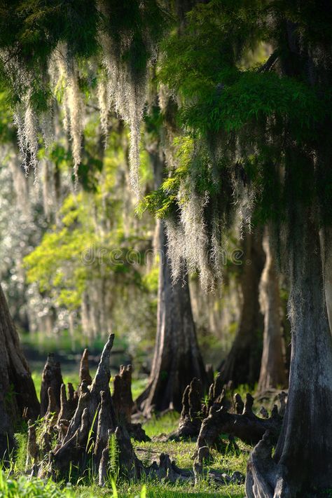 Cypress Swamp. In the late afternoon , #AD, #Swamp, #Cypress, #afternoon, #late #ad Swamp Cypress, Cypress Swamp, Pond Life, Cypress Trees, Late Afternoon, Tree Leaves, Nature Images, Design Products, Merchandise Design