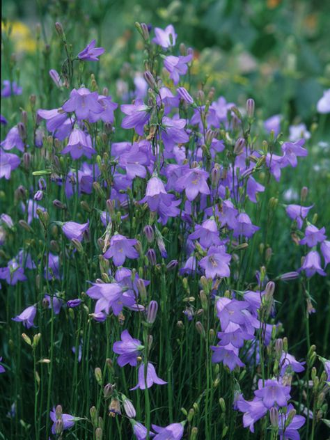 Campanula rotundifolia (Bluebell bellflower) | NPIN Alberta Prairie, Campanula Rotundifolia, Prairie Plants, Colorado Gardening, Flower Meadows, Naturalistic Garden, Garden Goals, Lady Bird Johnson Wildflower Center, Wild Flower Meadow