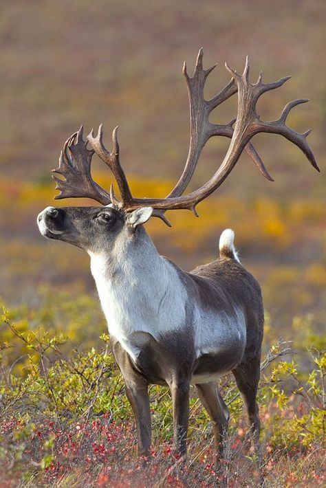 LOVELY I LIKE Caribou Hunting, Regard Animal, North American Animals, American Animals, Airbrush Art, Majestic Animals, A Deer, Wildlife Animals, Large Animals