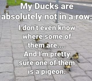 Found on iFunny Rowing Quotes, Duck Quotes, Ducks In A Row, Character Quotes, Funny Signs, Bones Funny, Pigeon, Ducks, Make Me Smile