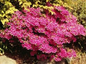 Small flowering bushes for walkways, porches or along a foundation of a home or garage. Small flowering bushes work well in various areas of the yard. Azalea Bush, Smooth Hydrangea, Flowering Bushes, Small Shrubs, Tree Pruning, Garden Shrubs, Butterfly Bush, Garden Guide, Plant Cuttings