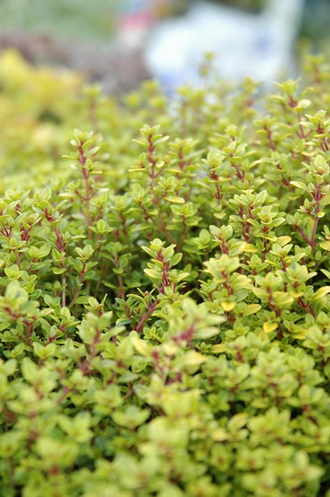 Click to view a full-size photo of Archer's Gold Thyme (Thymus x citriodorus 'Archer's Gold') at Longfellow's Greenhouses Waterville Maine, Thyme Flower, Low Water Gardening, Full Size Photo, Perennial Herbs, Plant Guide, Outdoor Pots, Garden Borders, Bedding Plants