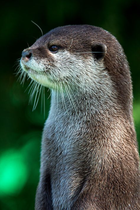 Lutra lutra Otters Cute, Otter Love, Photo Animaliere, Baby Otters, River Otter, Sea Otter, Wild Life, Cute Creatures, Animal Planet