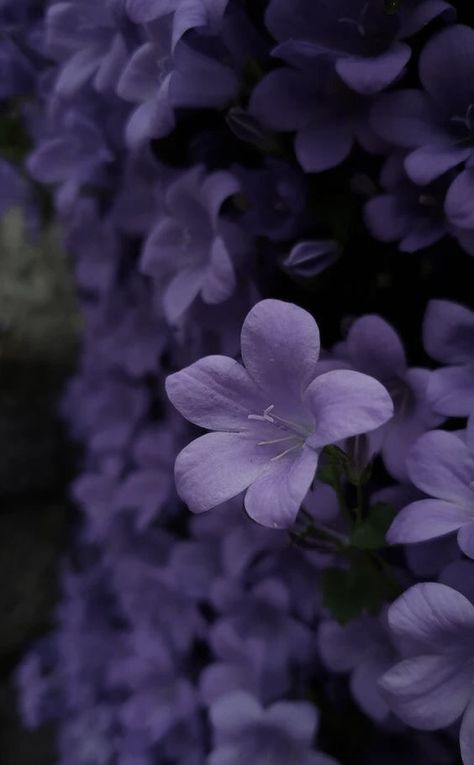 Violets Aesthetic Flower, Violet Symbolism, Violet Name Aesthetic, Purple Garden Aesthetic, Dusty Purple Aesthetic, Light Violet Aesthetic, Violet Flower Aesthetic, Dark Violet Aesthetic, Light Purple Pfp