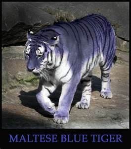 Maltese Tiger Maltese Tiger, Gato Grande, Blue Tiger, Animale Rare, Blue Tigers, Rare Animals, Weird Animals, Animal Planet, Exotic Pets