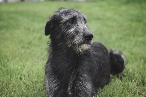 Black Irish Wolfhound, Silken Windhound, Wolfhound Dog, Scottish Deerhound, Irish Wolfhounds, Black Irish, Afghan Hound, Irish Wolfhound