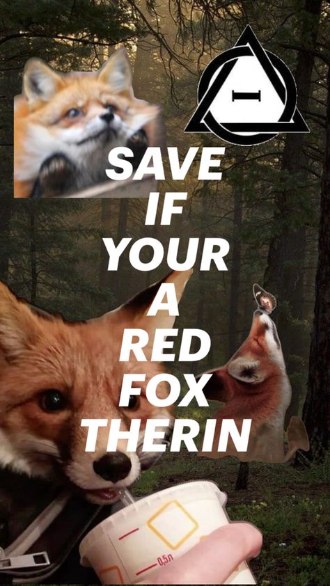 Hey guys! I’m a red fox therian! I’m willing to make friends if you guys want! Red Fox Therian, Fox Therian, Wolf Wallpaper, Make Friends, Red Fox, Making Friends, Fox, Red