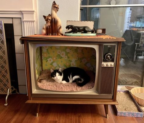 Piggy TV, my favorite channel! : Mid_Century Mid Century Cat, 1970s Home, Charles And Ray Eames, Adrian Pearsall, Paul Mccobb, Lane Furniture, Ray Eames, House Museum, Cat Furniture